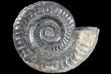 Jurassic Ammonite (Hildoceras) - England #85243-1